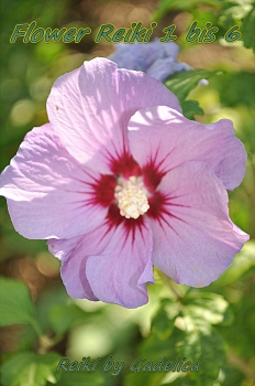Flower Reiki 6: 88 Australische Blüten